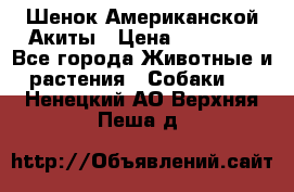 Шенок Американской Акиты › Цена ­ 35 000 - Все города Животные и растения » Собаки   . Ненецкий АО,Верхняя Пеша д.